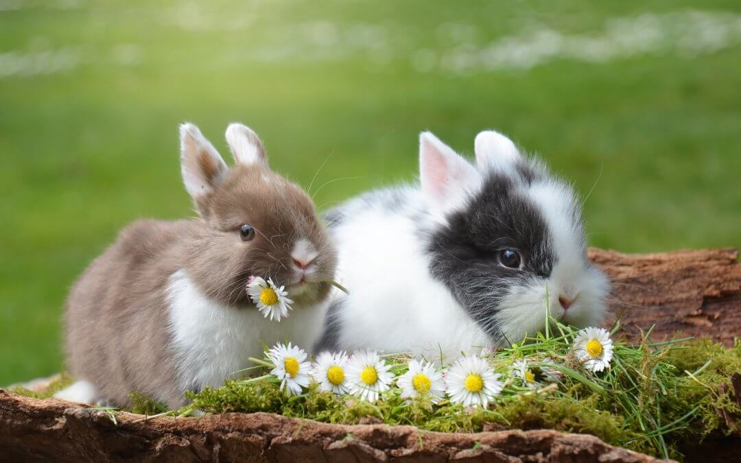 Ostern & der Frühling – bald ist es wieder soweit