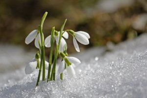 Schneeglöckchen_Frühling