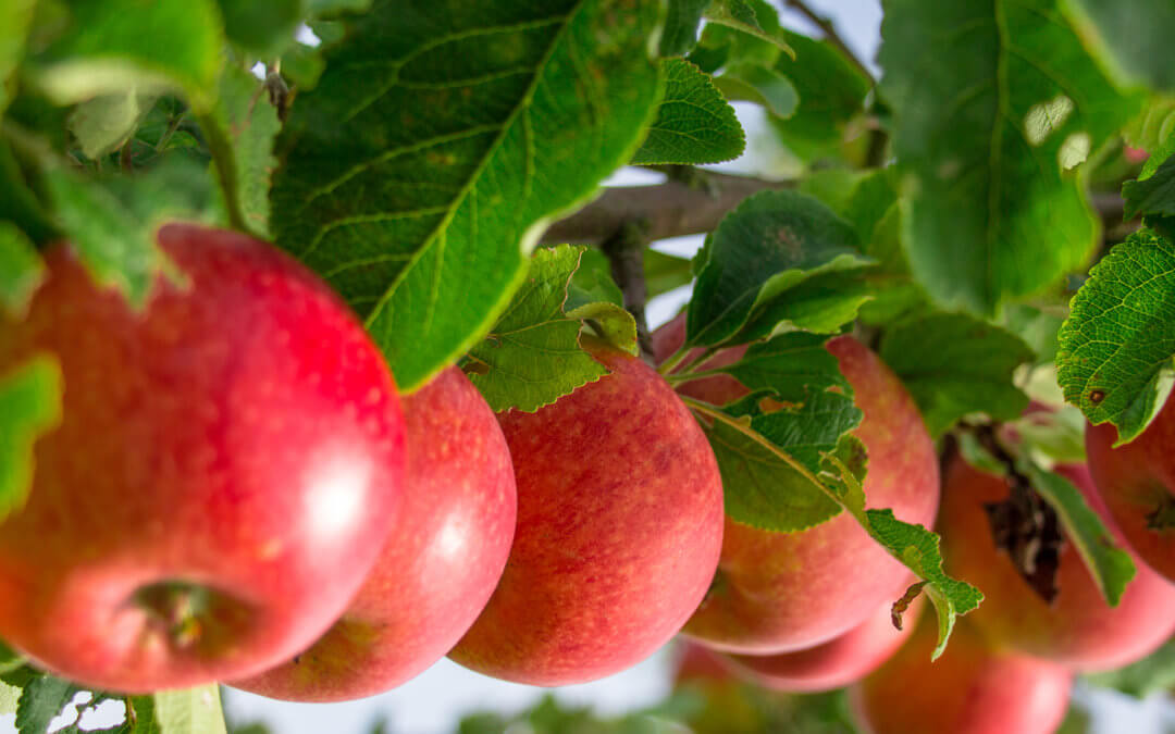 Vom Baum zur Tafel: Apfelsaftprojekt der ILE-Brückenauer Rhönallianz